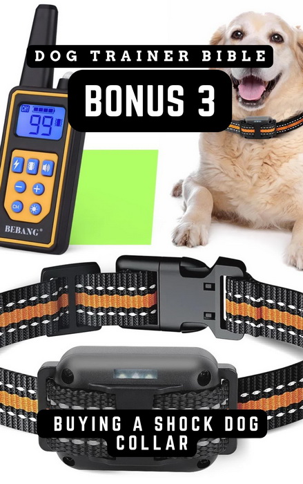 Buying A Shock Dog Collar