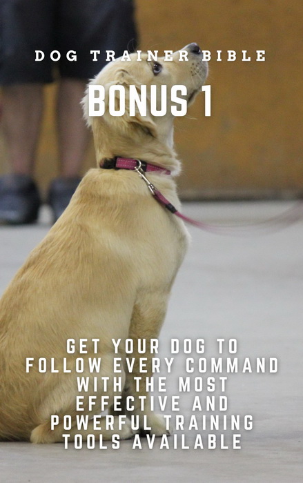 Train your dog to obey every command with the most powerful tools